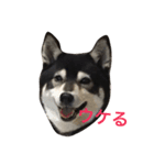 黒豆柴のレンゲちゃん（個別スタンプ：3）