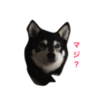 黒豆柴のレンゲちゃん（個別スタンプ：5）
