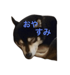 黒豆柴のレンゲちゃん（個別スタンプ：12）