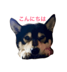 黒豆柴のレンゲちゃん（個別スタンプ：13）