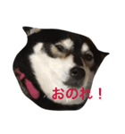 黒豆柴のレンゲちゃん（個別スタンプ：15）