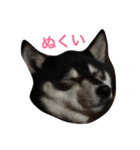 黒豆柴のレンゲちゃん（個別スタンプ：19）