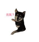 黒豆柴のレンゲちゃん（個別スタンプ：20）