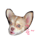 bbpp（個別スタンプ：1）