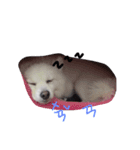 bbpp（個別スタンプ：9）