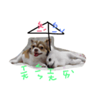 bbpp（個別スタンプ：12）