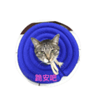 with cute cats（個別スタンプ：5）