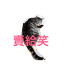 with cute cats（個別スタンプ：6）
