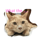 with cute cats（個別スタンプ：7）