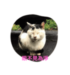 with cute cats（個別スタンプ：9）