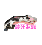 with cute cats（個別スタンプ：10）