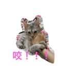 with cute cats（個別スタンプ：11）
