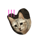 with cute cats（個別スタンプ：13）