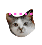 with cute cats（個別スタンプ：14）