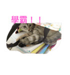 with cute cats（個別スタンプ：16）
