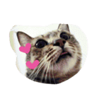 with cute cats（個別スタンプ：17）