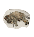 with cute cats（個別スタンプ：18）