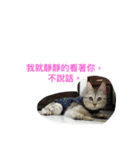 with cute cats（個別スタンプ：21）