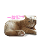 with cute cats（個別スタンプ：24）