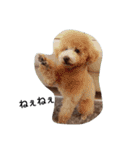 ブサカワ（個別スタンプ：3）