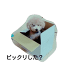 ブサカワ（個別スタンプ：6）