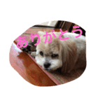ぶーちゃん.（個別スタンプ：12）