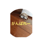 ぶーちゃん.（個別スタンプ：14）
