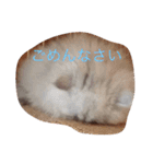 わんことにゃんこと時々亀（個別スタンプ：1）