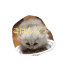 わんことにゃんこと時々亀（個別スタンプ：3）