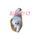 わんことにゃんこと時々亀（個別スタンプ：4）