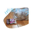 わんことにゃんこと時々亀（個別スタンプ：5）
