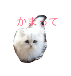 わんことにゃんこと時々亀（個別スタンプ：6）
