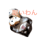 わんことにゃんこと時々亀（個別スタンプ：7）
