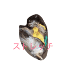 わんことにゃんこと時々亀（個別スタンプ：8）