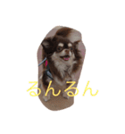 わんことにゃんこと時々亀（個別スタンプ：9）