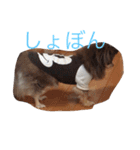 わんことにゃんこと時々亀（個別スタンプ：10）