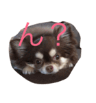 わんことにゃんこと時々亀（個別スタンプ：11）