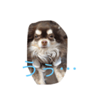 わんことにゃんこと時々亀（個別スタンプ：14）