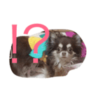 わんことにゃんこと時々亀（個別スタンプ：16）