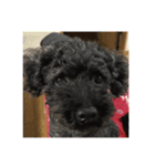 toypoodle karubi！（個別スタンプ：1）