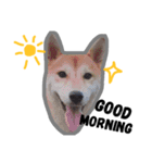 Dog Diary : First（個別スタンプ：1）