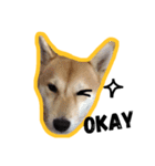 Dog Diary : First（個別スタンプ：2）