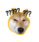 Dog Diary : First（個別スタンプ：4）