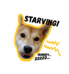 Dog Diary : First（個別スタンプ：6）