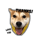 Dog Diary : First（個別スタンプ：8）