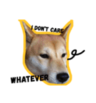 Dog Diary : First（個別スタンプ：11）
