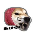 Dog Diary : First（個別スタンプ：16）