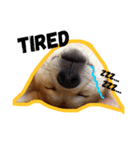 Dog Diary : First（個別スタンプ：17）