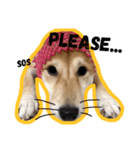 Dog Diary : First（個別スタンプ：21）