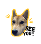 Dog Diary : First（個別スタンプ：22）